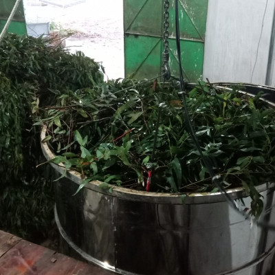 Tinh dầu Bạch Đàn Chanh 10ml Mộc Mây - tinh dầu thiên nhiên nguyên chất 100% - chất lượng và mùi hương vượt trội - Có kiểm định