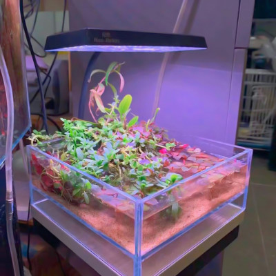 Đèn LED Neo-Helios flat S3 plus nano RGB đỏ cá không đỏ nước