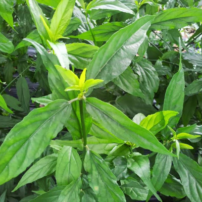 Cây xương khỉ (Cây bìm bịp - Cây mảnh cộng)  - Sản phẩm khô về làm trà ( Gói 500gr)