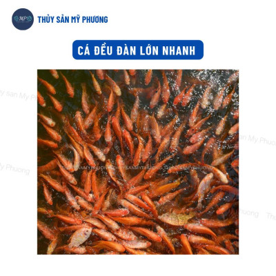 Bo bo trứng nước đông lạnh tạo phù du thức ăn tự nhiên hiệu quả không già Grow Fish cho tôm thẻ cá lươn ếch ốc ba ba