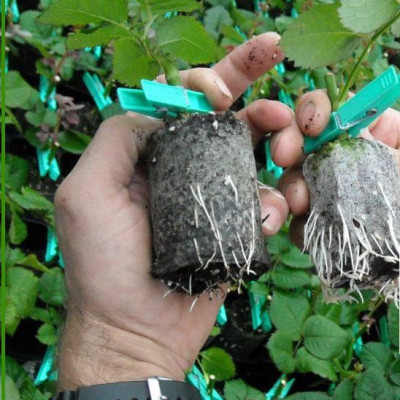 Viên nén xơ dừa Batrivina trồng cây, ươm hạt, ươm cây giống, trồng dâu tây