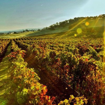 Rượu vang Stonehedge Grand Reserve Merlot Napa Valley (USA)  kèm túi hộp,đồ khui 