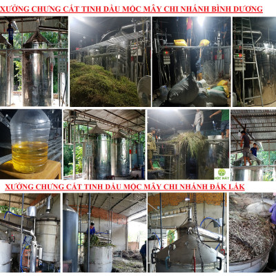 Tinh dầu Cam ngọt 50ml Mộc Mây - tinh dầu thiên nhiên nguyên chất 100% - chất lượng và mùi hương vượt trội