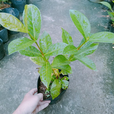 Mẫu Đơn Mỹ Đỏ - cây bông trang mỹ + tặng phân bón cho cây