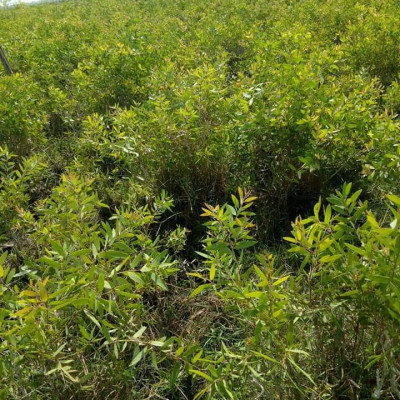 Tinh dầu Tràm Organic hữu cơ 100ml Mộc Mây - tinh dầu thiên nhiên nguyên chất 100% - dùng xông tắm ngừa cảm lạnh, giảm côn trùng cắn đốt cho Bé, Trẻ sơ sinh và Trẻ nhỏ | An toàn cho làn da nhạy cảm của Bé