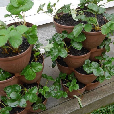 Chậu nhựa trồng cây cảnh 03 khoang Yamada 4L - Nhập khẩu trực tiếp từ Nhật Bản