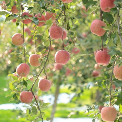 Tinh dầu Táo 10ml Mộc Mây - tinh dầu thiên nhiên nguyên chất 100% - chất lượng và mùi hương vượt trội - Có kiểm định