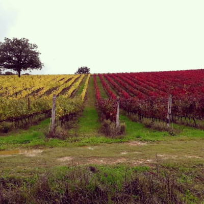 Rượu vang Ý ABVNDANTIA Negroamaro I.G.P Puglia (Italia) kèm túi hộp,đồ khui 