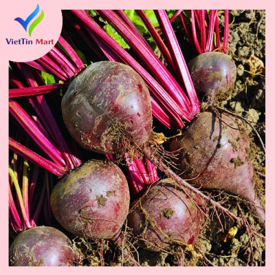 Bột Củ Dền Đỏ Nguyên Chất Sấy Lạnh VIETTIN MART