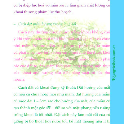 Bí Quyết Thành Công Kĩ Thuật Trồng Khoai Tây Hiệu Quả - KV