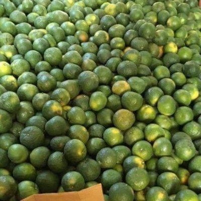 Tinh dầu Cam ngọt 50ml Mộc Mây - tinh dầu thiên nhiên nguyên chất 100% - chất lượng và mùi hương vượt trội