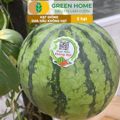 Hạt Giống Dưa Hấu Không Hạt Lai F1 Greenhome, Gói 5 Hạt, Dễ Trồng Quanh Năm, Nảy Mầm Cao, T27