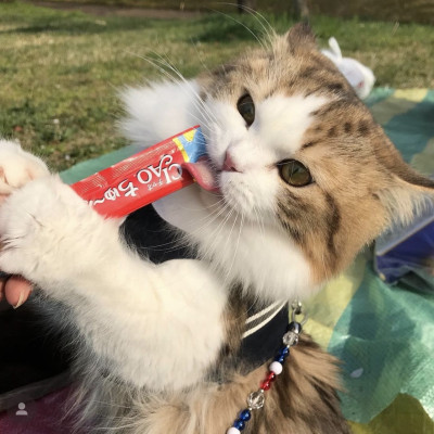 Súp thưởng CIAO Churu hũ 50 thanh cho mèo _ Nhập khẩu chính hãng INABA Thái Lan