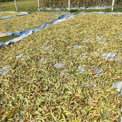 Trà Trinh Nữ Hoàng Cung Sấy Khô (500gr)